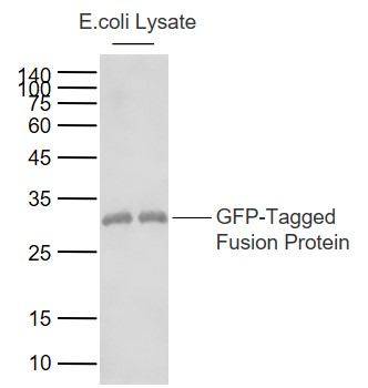 GFP Mouse Monoclonal Antibody
