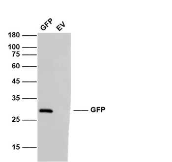 GFP Mouse Monoclonal Antibody