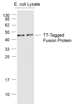 T7 tag Mouse Monoclonal Antibody