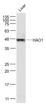 HAO1 Mouse Monoclonal Antibody