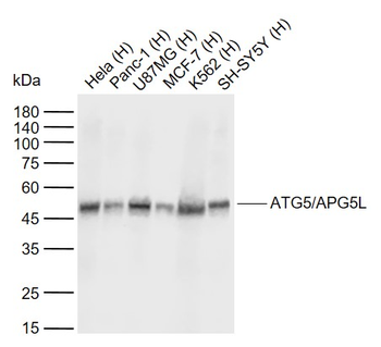 ATG5/APG5L Mouse Monoclonal Antibody