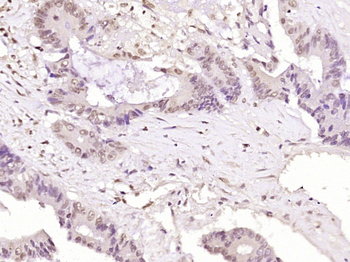 XRCC4 Mouse Monoclonal Antibody