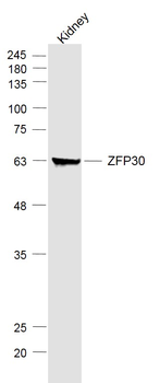 ZFP30 Rabbit Polyclonal Antibody