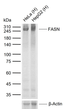 FASN Mouse Monoclonal Antibody