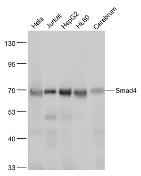 Smad4 antibody