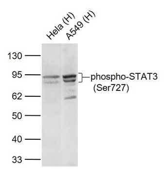 STAT3 (phospho-Ser727) antibody