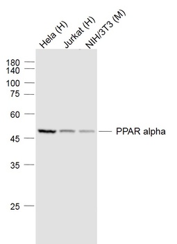 PPAR Alpha antibody