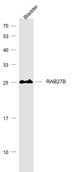 RAB27B Mouse Monoclonal Antibody