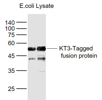 KT3-Tag Mouse Monoclonal Antibody