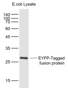 EYFP Mouse Monoclonal Antibody
