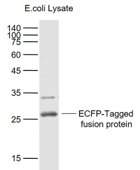 ECFP Mouse Monoclonal Antibody