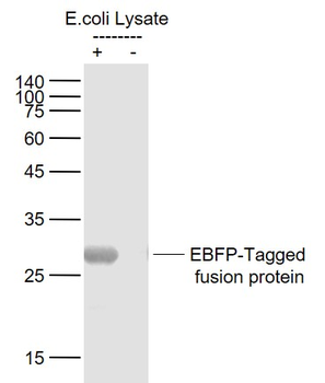 EBFP Mouse Monoclonal Antibody