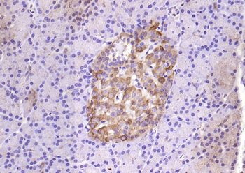 Phospho-p38 MAPK (Tyr323) Rabbit Polyclonal Antibody