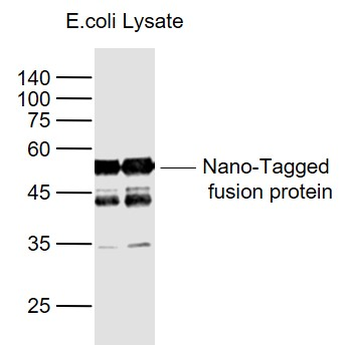 Nano-Tag (9) Mouse Monoclonal Antibody