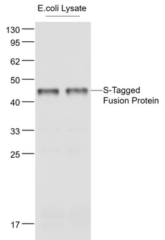 S-tag Rabbit Polyclonal Antibody