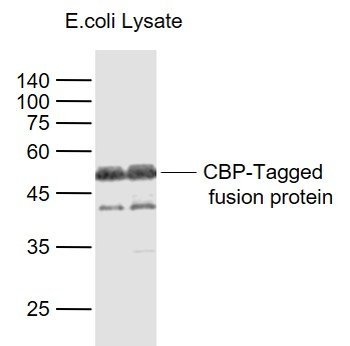 CBP Tag Rabbit Polyclonal Antibody