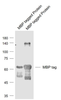 MBP tag Mouse Monoclonal Antibody