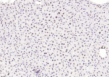 HP1 gamma Mouse Monoclonal Antibody