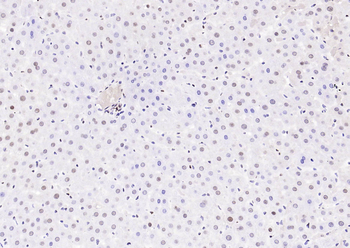HP1 gamma Mouse Monoclonal Antibody