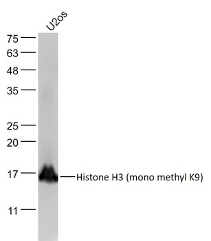 Histone H3 (mono Methyl K9) antibody