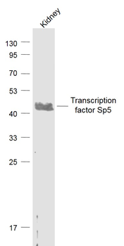 Transcription factor Sp5 Rabbit Polyclonal Antibody