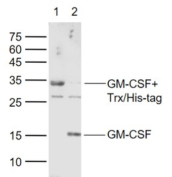 GM-CSF Rabbit Polyclonal Antibody