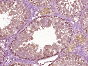 SYCE1 Rabbit Polyclonal Antibody