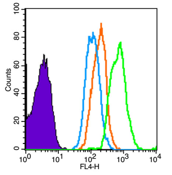 CD1E Rabbit Polyclonal Antibody