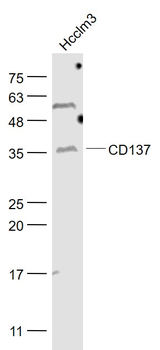 CD137 Rabbit Polyclonal Antibody