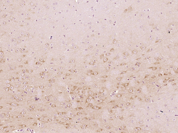 Glutaredoxin 1 Rabbit Polyclonal Antibody