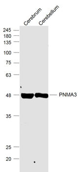 PNMA3 Rabbit Polyclonal Antibody
