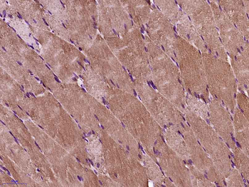 GAS2L3 Rabbit Polyclonal Antibody