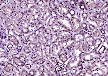 Histone H3 (tri methyl K4) Mouse Monoclonal Antibody