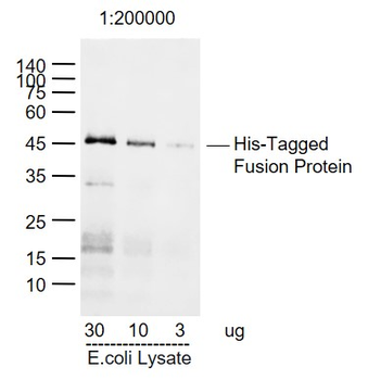 His tag Mouse Monoclonal Antibody
