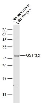GST Tag antibody