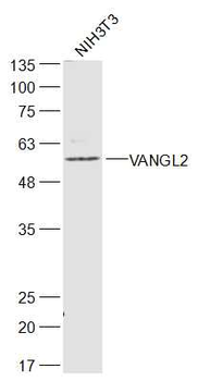 VANGL2 Rabbit Polyclonal Antibody