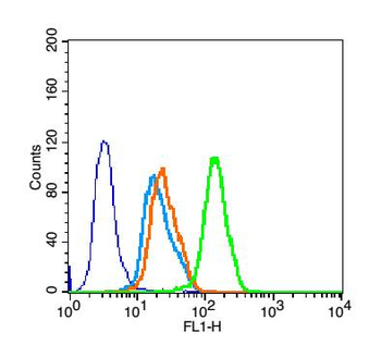 CACNB1 Rabbit Polyclonal Antibody