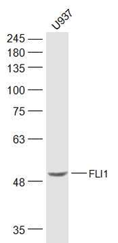 FLI1 Rabbit Polyclonal Antibody
