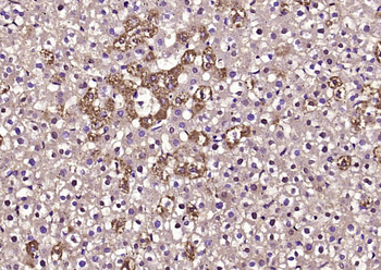 SECTM1 Rabbit Polyclonal Antibody