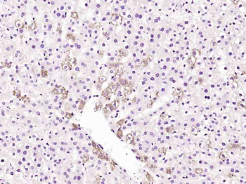 SECTM1 Rabbit Polyclonal Antibody