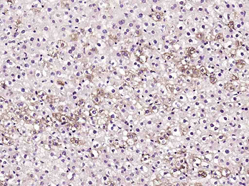 SECTM1 Rabbit Polyclonal Antibody