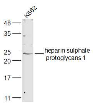 Syndecan 2 Rabbit Polyclonal Antibody