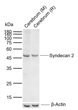 Syndecan 2 antibody