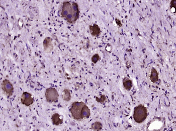 SCLT1 Rabbit Polyclonal Antibody