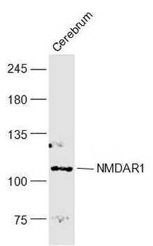 NMDAR1 Rabbit Polyclonal Antibody