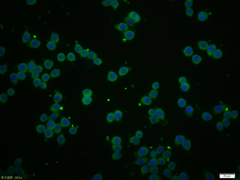 GFAP Mouse Monoclonal Antibody