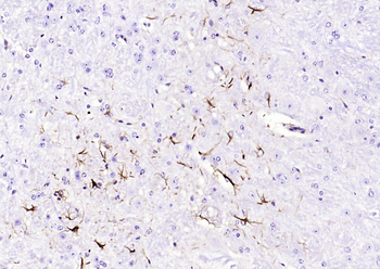 GFAP Mouse Monoclonal Antibody