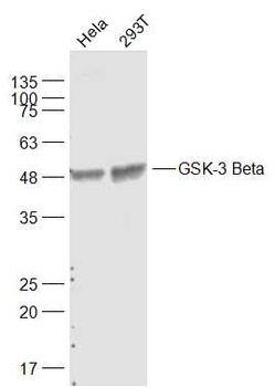 GSK-3 Beta antibody
