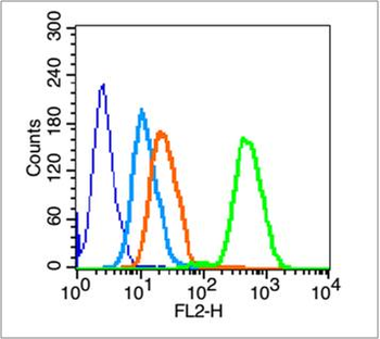 CD19 Rabbit Polyclonal Antibody