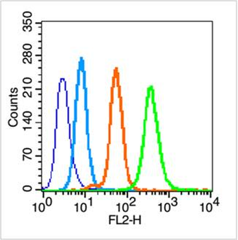 SOD2 Rabbit Polyclonal Antibody